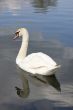 Swan