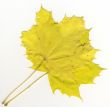 autumnal leaf