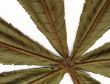 chestnut leafs
