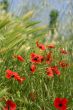 Lots of red poppies in the wheat