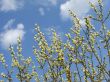 pussy willow 1