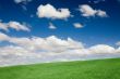 Spring Wheat Field