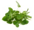 lemon balm on white