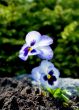 Saturated Pansy
