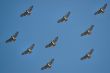 Hawk Background