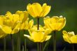 Yellow Tulips