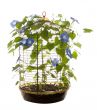 Isolated Morning Glory