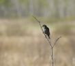 Small Bird