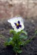 Single Pansy
