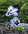 Planted Pansy