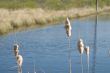 Exploded Cattail
