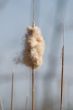 Cattail