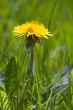 Single Dandelion