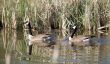 Canada Geese Family