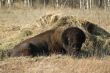 Bison