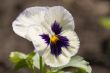 Pansy