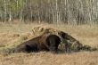 Buffalo