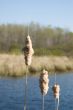 Swamp Land