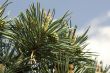 branch of pine-tree