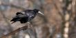 The Crow