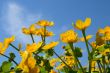 Yellow flowers on blue sky background