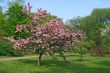 Beautiful blooming pink tree