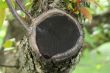 Closeup of a cut tree branch