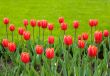 Red tulips