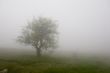 Lonely tree in a fog
