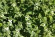 Field of a blossoming nettle