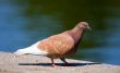 brown pigeon