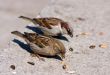 two sparrow eats sunflower seeds