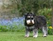 miniature schnauzer