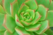 Green Aeonium Background