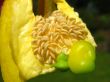 yellow pepper