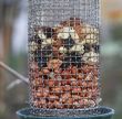nuts in a feeder