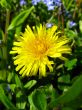 yellow dandelion