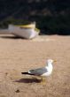 Seagull
