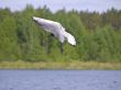 Flying seagull