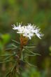 Branch of a labrador tea