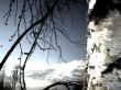 Birch sky clouds