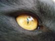 cat eye
