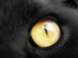 cat eye