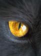 cat eye