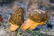 Two morels