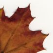 vivid autumnal colors