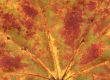 vivid autumnal colors
