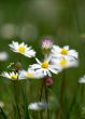 few camomiles on the summer field