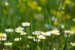 nice summer meadow with camomiles