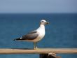 Seagull